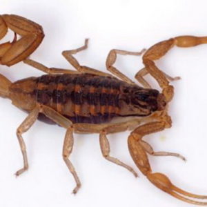 Recomendaciones para prevenir picaduras de alacranes