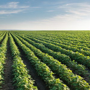 Registro de área sembrada y de la producción
