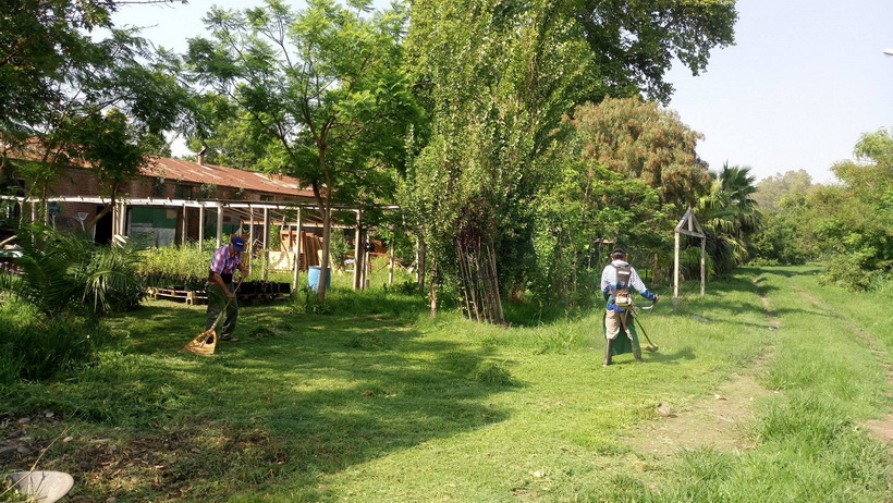 Producción de plantines en el vivero municipal