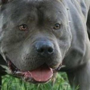 Impulsan cambios en el registro de perros potencialmente peligrosos
