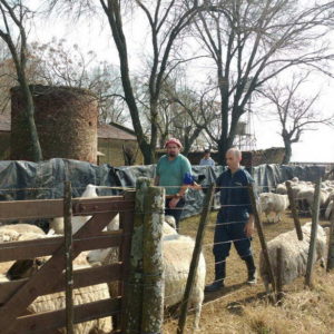 Asesoramiento a productores ovinos “Las Majadas”