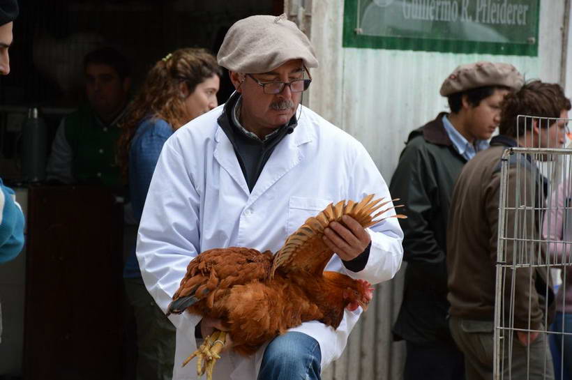 Jura de animales de granja