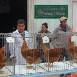 Todas las razas presentes en el Pabellón de Granja