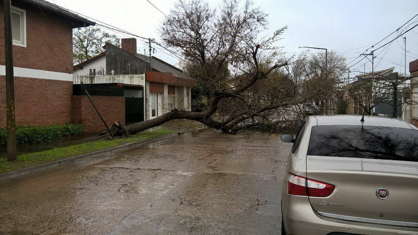 Autoevacuados y árboles caídos como consecuencia del temporal Autoevacuados y árboles caídos como consecuencia del temporal
