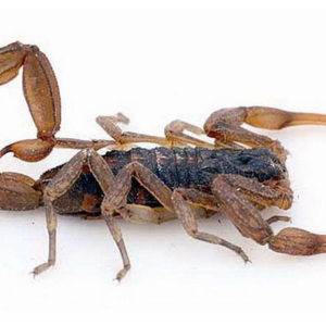 Recomendaciones ante la aparición de alacranes