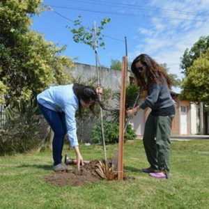 Plantación de árboles junto a escuelas