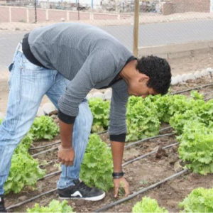 Chacras Urbanas y Pro-Huerta