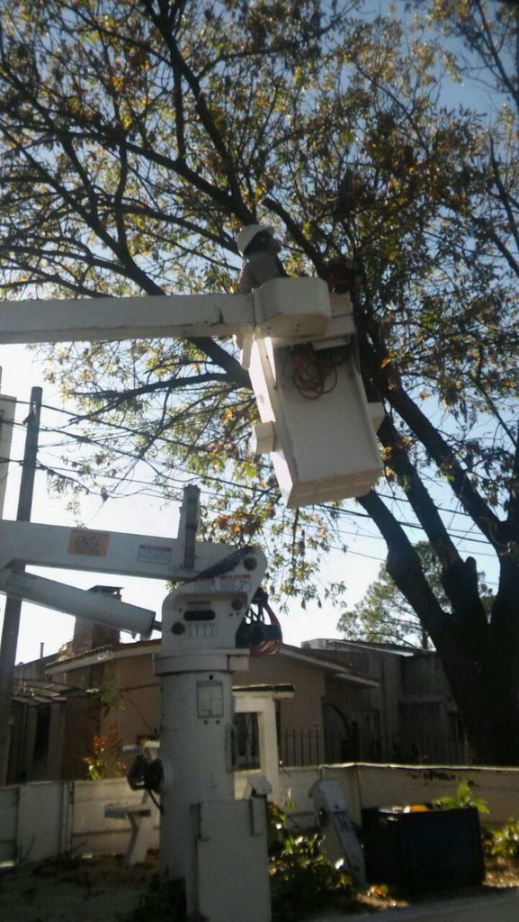 Prosigue la poda en zona Centro