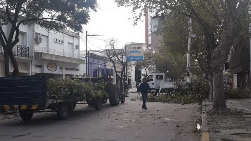 Plan de poda en zona centro