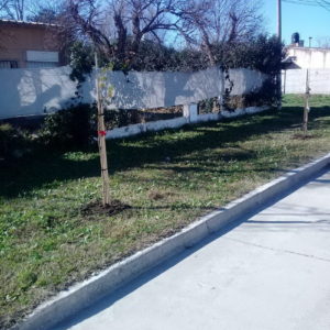 Plantación en barrio Polo, un proyecto conjunto de vecinos y el Municipio