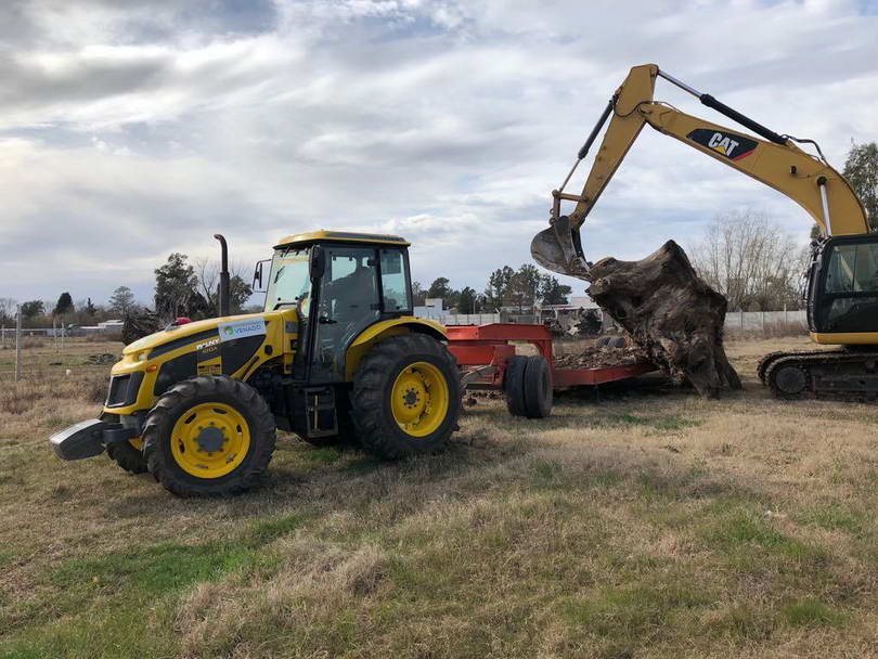 Extraen raíces de grandes dimensiones en El Cruce
