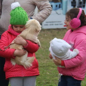 Pintoresco desfile canino en la pista central