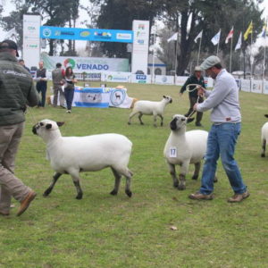 Jura de clasificación de ovinos, porcinos y aves