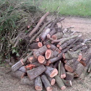 Proyecto para utilizar restos de poda en planta de generación de energía Proyecto para utilizar restos de poda en planta de generación de energía