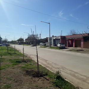 El plan de forestación 2018 comenzó en El Ciudad Nueva