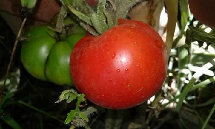 Tercera campaña tomatera Tercera campaña tomatera