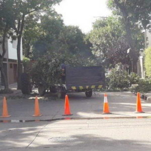 Trabajos de poda en zona centro
