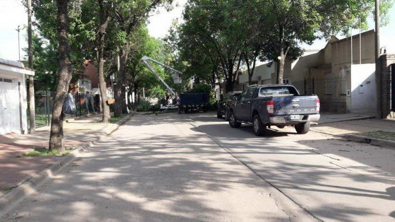 Poda en tramo de calle Junín Poda en tramo de calle Junín