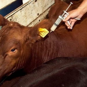 Se inicia la campaña de vacunación contra la fiebre aftosa