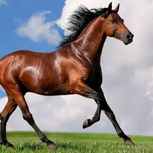 Ganadores del concurso “El caballo, hermano de nuestro suelo”