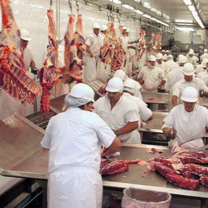 Satisfacción del intendente por tareas operativas en la planta frigorífica