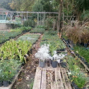 Producción del vivero municipal