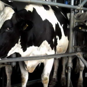 Leche a precio económico mediante proyecto con cooperativa Leche a precio económico mediante proyecto con cooperativa