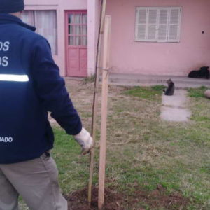 Avances del plan de forestación