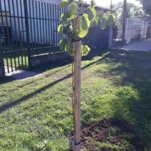 Avance del plan de forestación