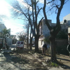 “Nuestro plan de poda y plantación va en el sentido del cuidado del árbol”