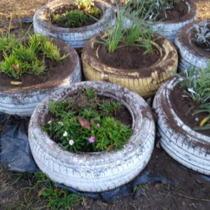 Plantines en la escuela Nº 1364