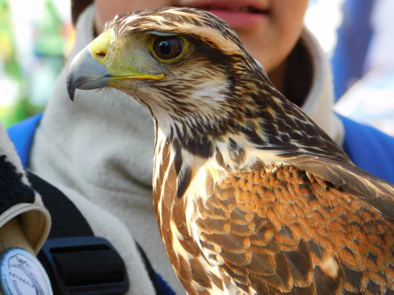 La cetrería fue una de las atracciones de la primera jornada