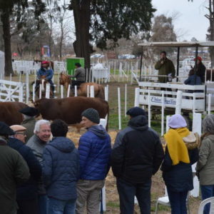 Remate de animales de Expovenado