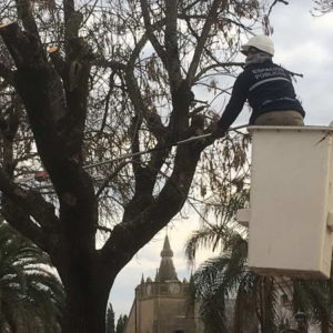 Plan de poda en plaza San Martín