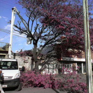 Interferencia de luminaria en Av. Lisandro de la Torre