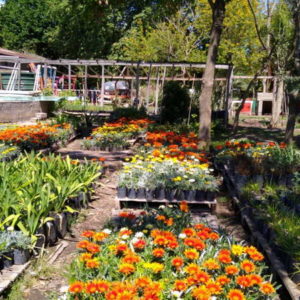 Trabajos en el Vivero Municipal