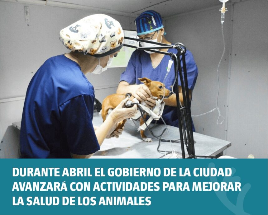 Durante abril el Gobierno de la Ciudad avanzará con actividades para mejorar la salud de los animales