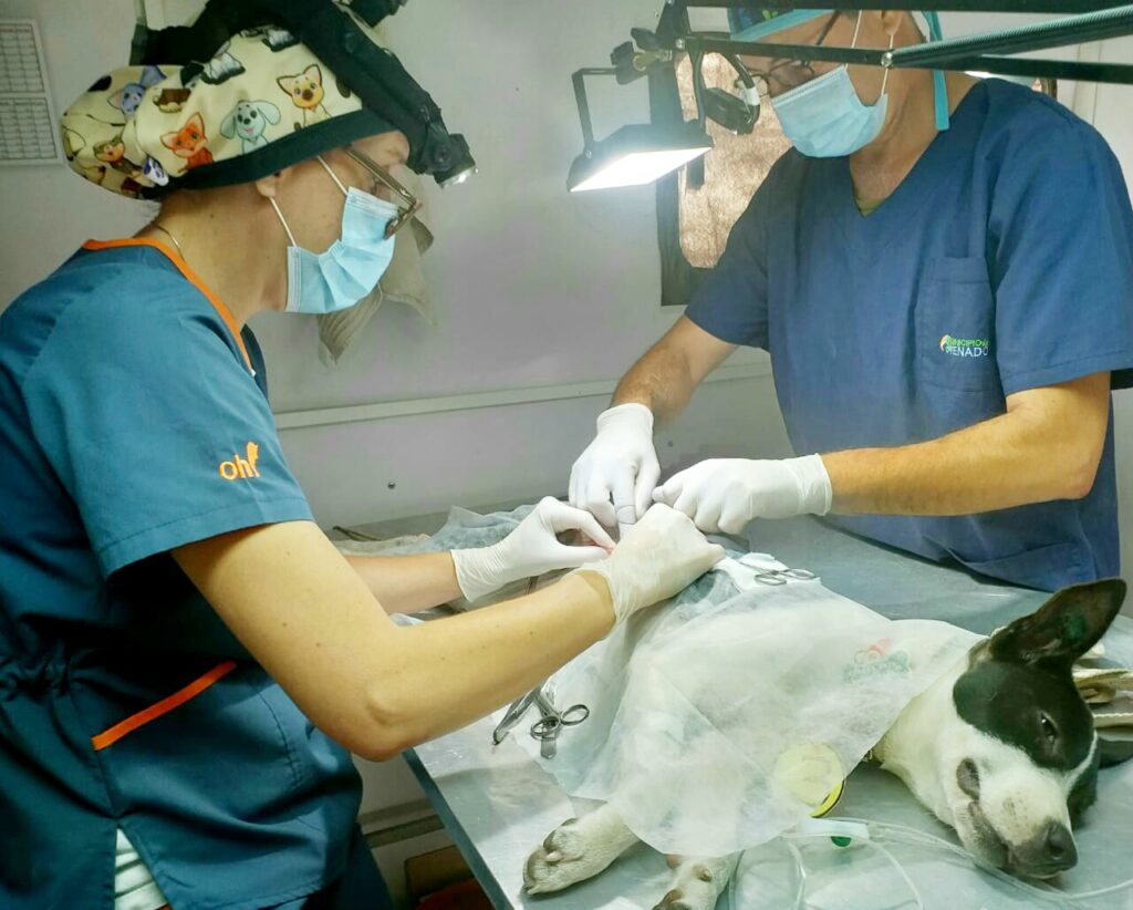 El Municipio respalda la salud animal: notable respuesta de vecinos de los barrios Malvinas Argentinas y Santa Rosa en campañas de Vacunación y Castración