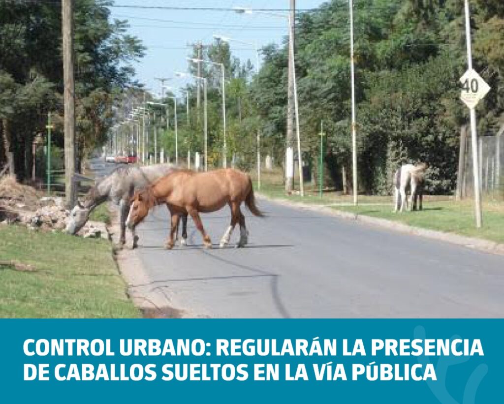 Control Urbano: Regularán la presencia de caballos sueltos en la vía pública