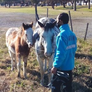 Rápida actuación del Gobierno Municipal ante la peligrosa presencia de caballos sueltos en la vía pública
