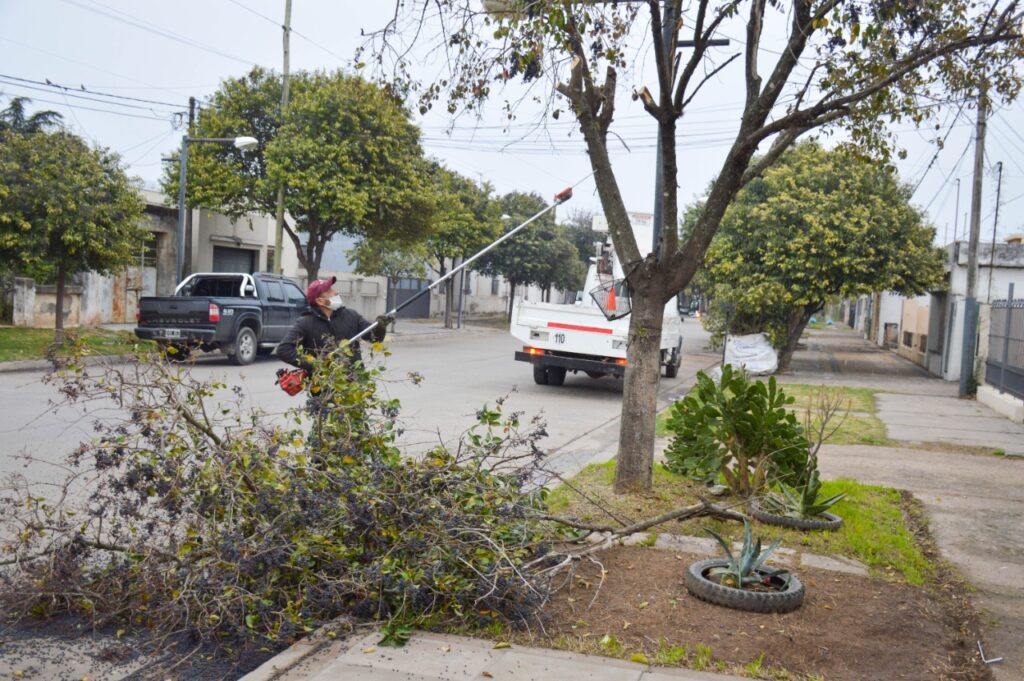 Cumpliendo objetivos: el Gobierno Municipal encara la etapa final de la poda de invierno