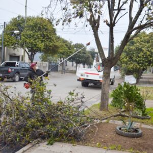 Cumpliendo objetivos: el Gobierno Municipal encara la etapa final de la poda de invierno