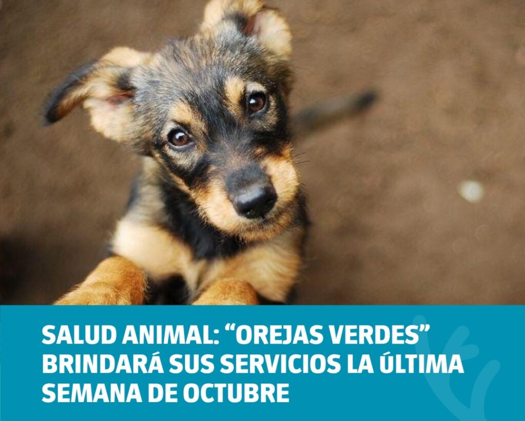 Salud animal: “Orejas Verdes” brindará sus servicios la última semana de octubre