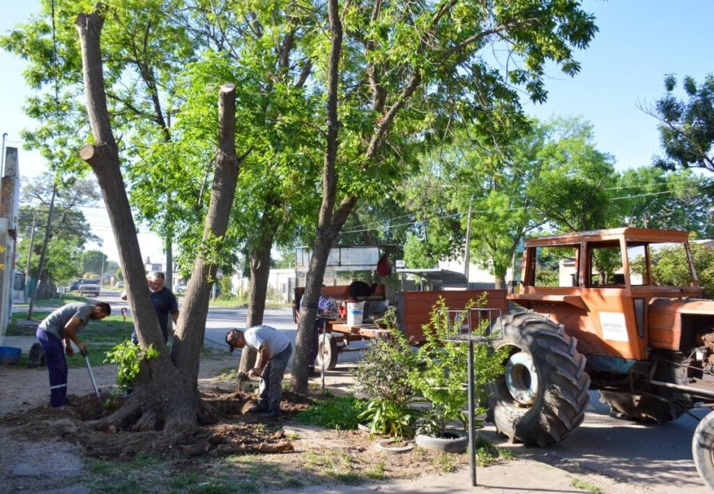 ¿Cómo gestionar en el Municipio la extracción de un árbol?
