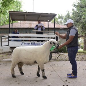Remate de ovinos en la jornada de cierre de ExpoVenado 2021