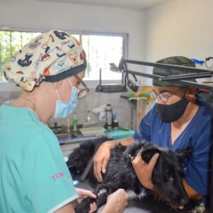 Salud animal: el Gobierno municipal esterilizó a 3 mil animales durante el año 2021
