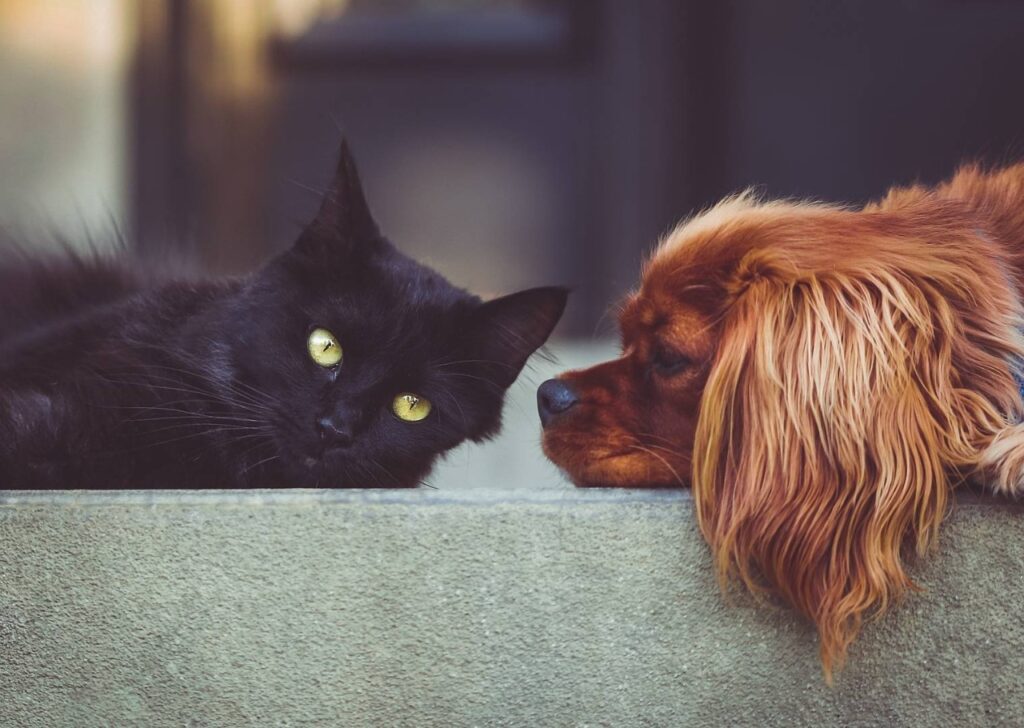 Prevenimos el golpe de calor en perros y gatos