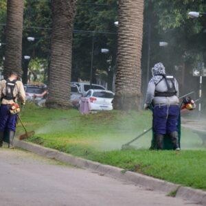 Desmalezado, poda y limpieza después de la tormenta