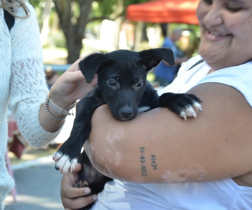 Nuevo Hogar: once familias adoptaron perritos en la Feria Mascotera Municipal