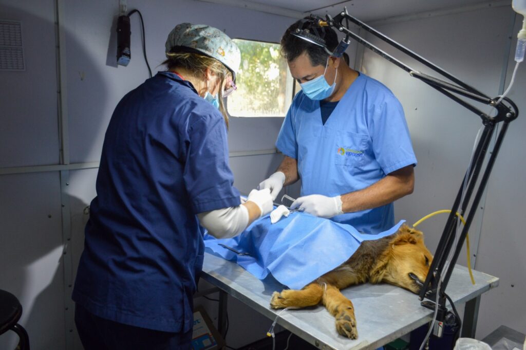 El programa municipal “Orejas Verdes” brindó servicios de salud animal en los barrios Malvinas Argentinas y Victoria